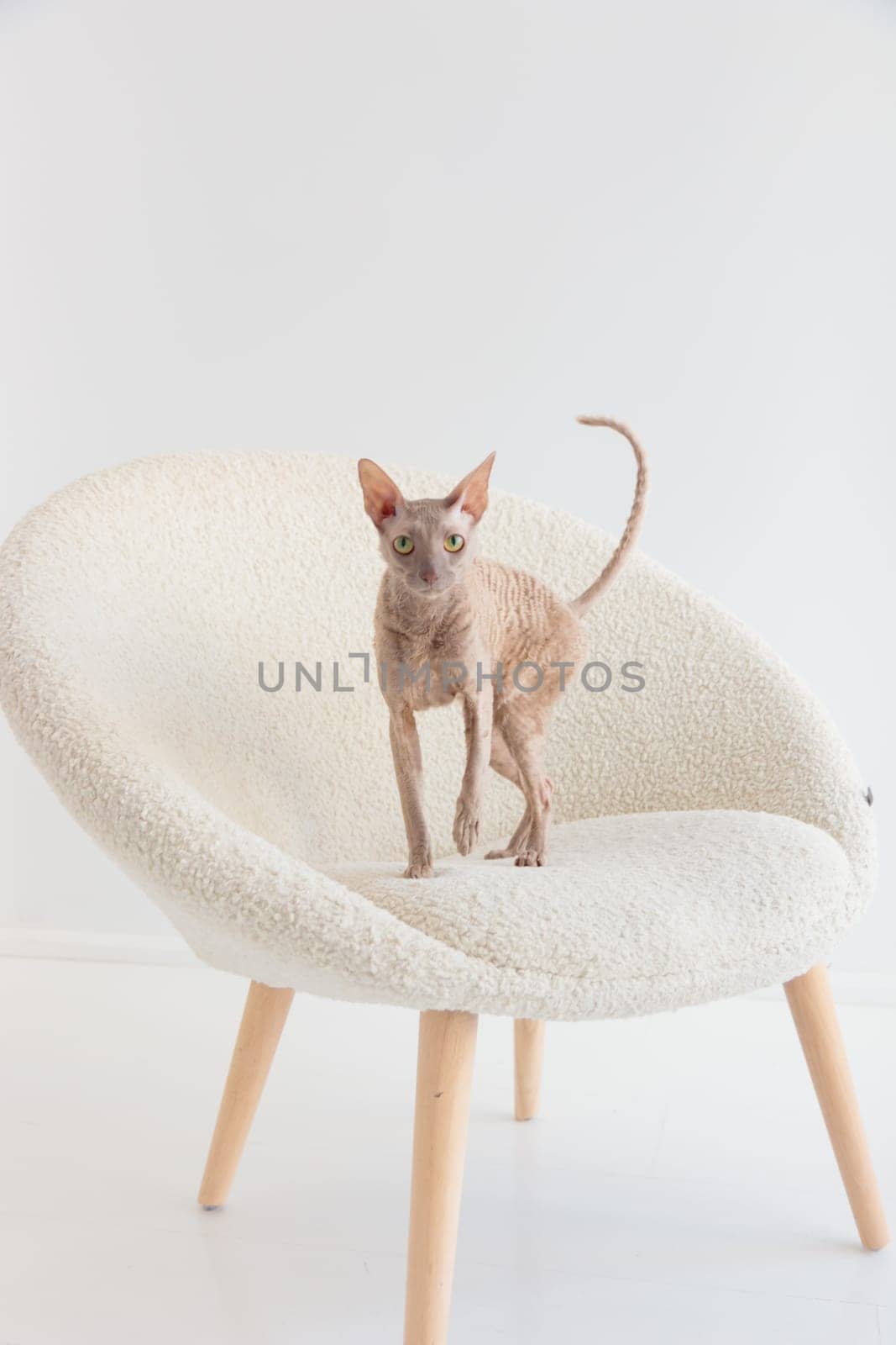 Cute cornish rex cat sitting in the cream chair on a white background