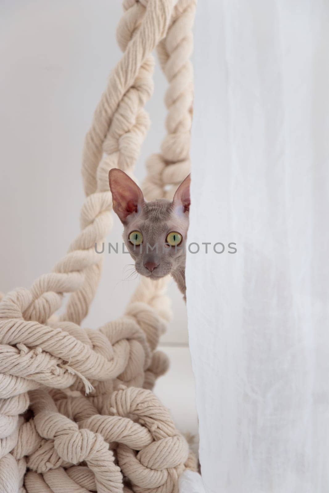 Cute cornish rex cat peeking out from behind curtain