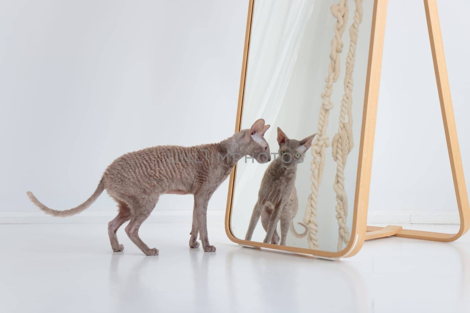 Cute cornish rex cat looking at hirself in the mirror on the white floor