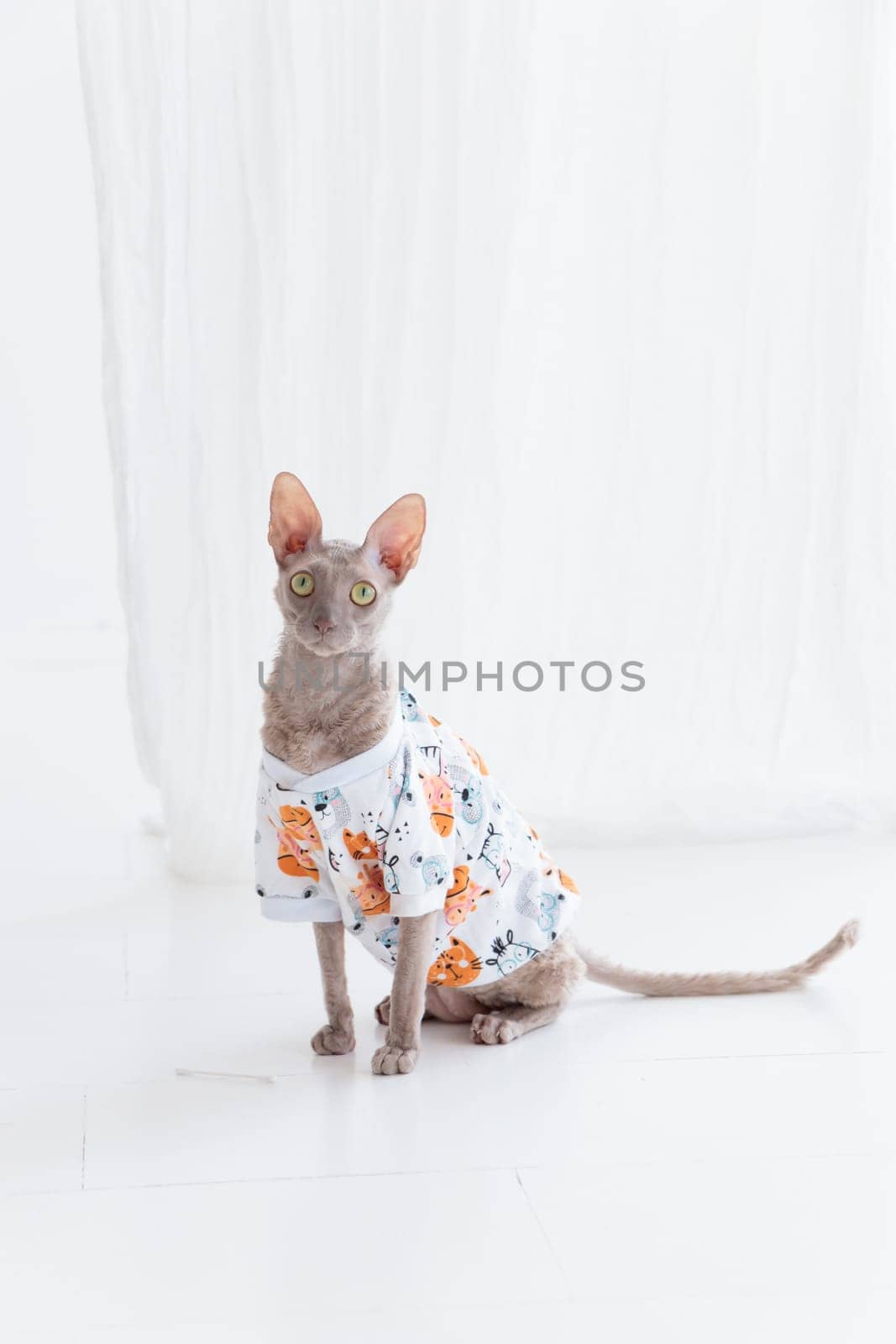 Cute cornish rex cat in funny clothes on the white floor by Gudzar
