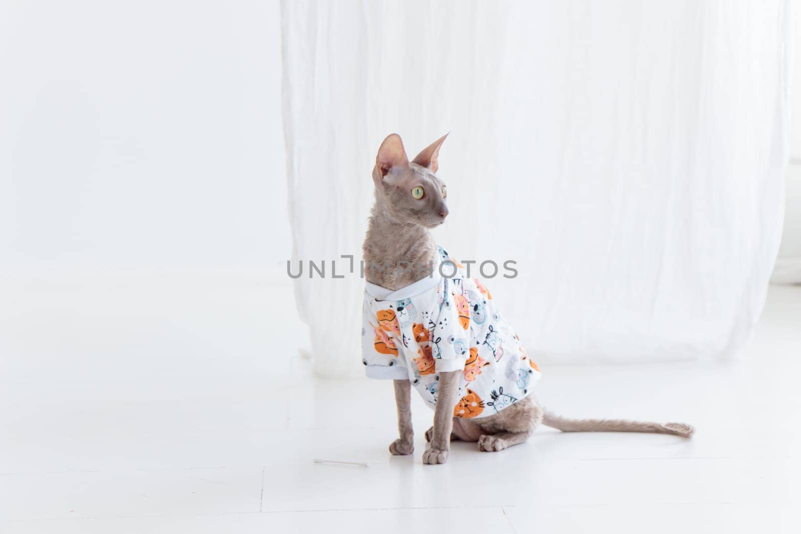 Cute cornish rex cat dressed in funny clothes on the white floor