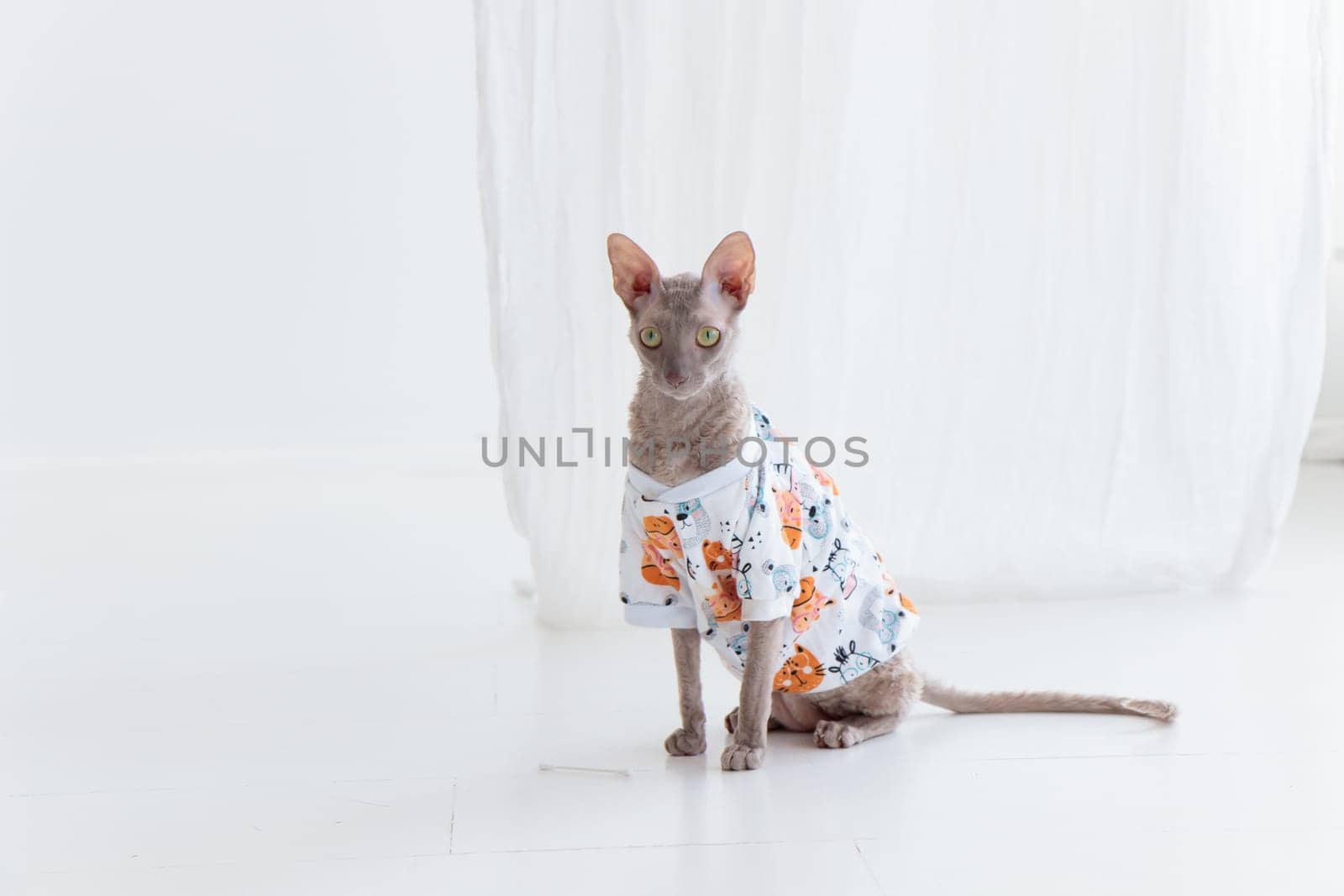 Cute cornish rex cat dressed in funny clothes on the white floor