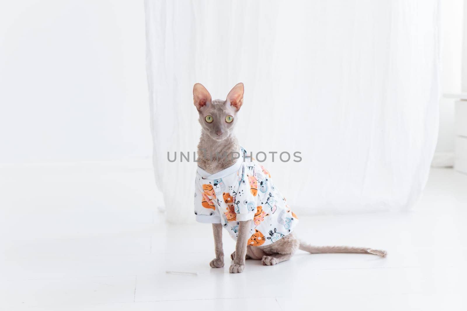 Cute cornish rex cat dressed in funny clothes on the white floor