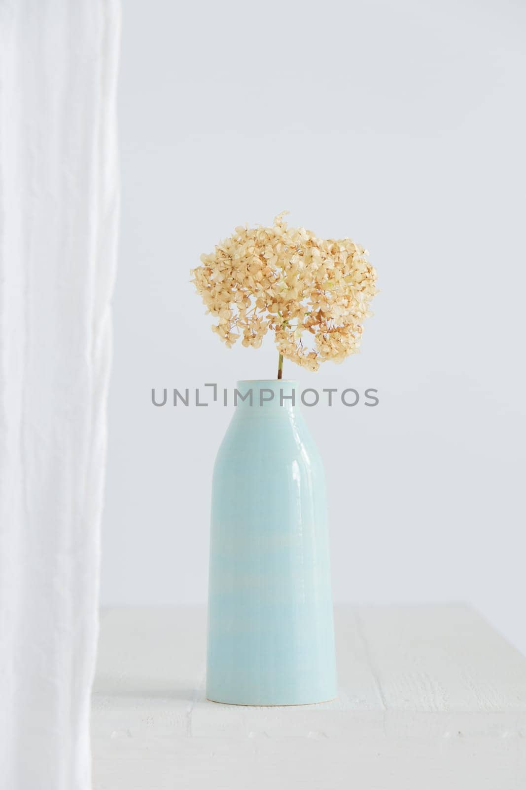 Dry hydrangea flower in blue vase on white interior. Minimalist stilllife banner