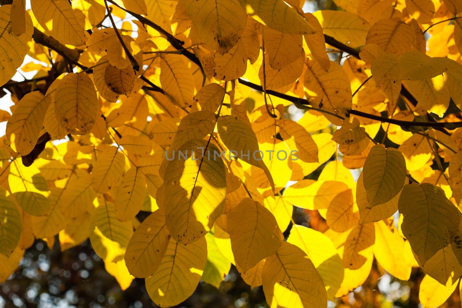 Close up yellow leaves against sun