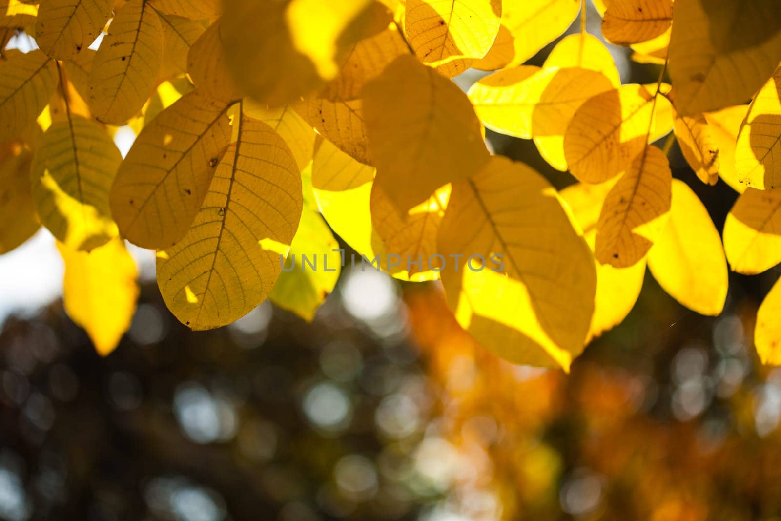 Close up yellow leaves by zebra