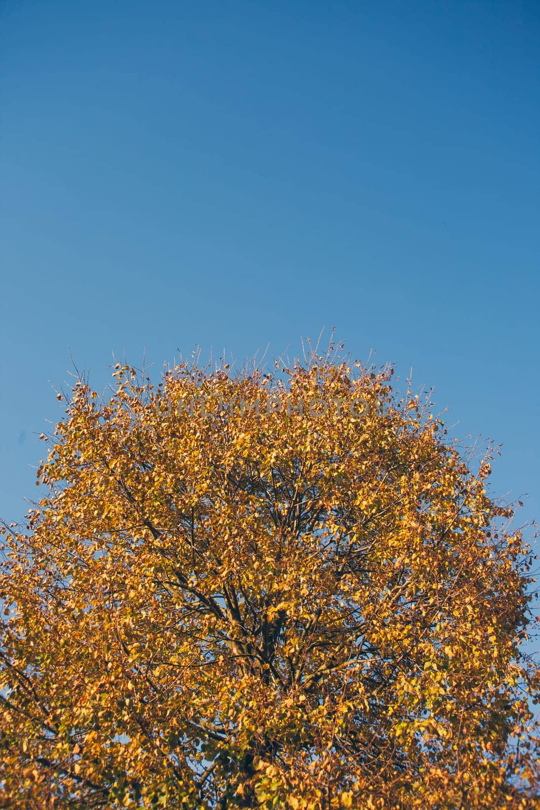 Tree with yellow leaves and blue sky.