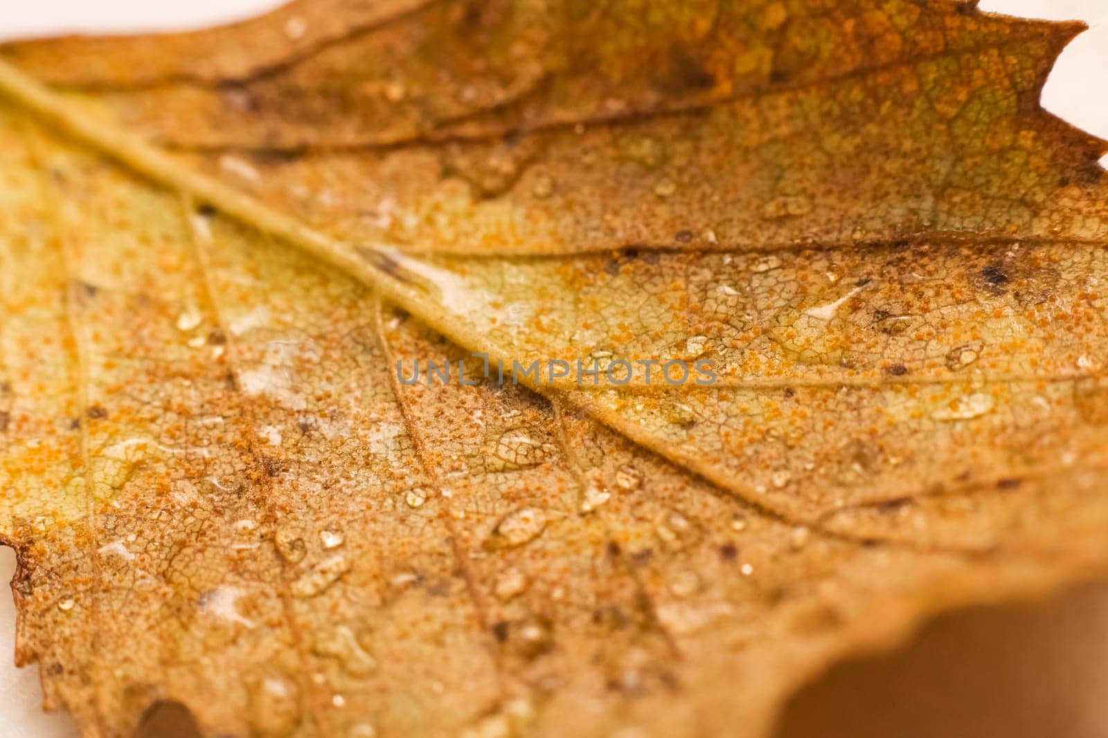 Yellow leaf on tree branches with dew drops by Vera1703