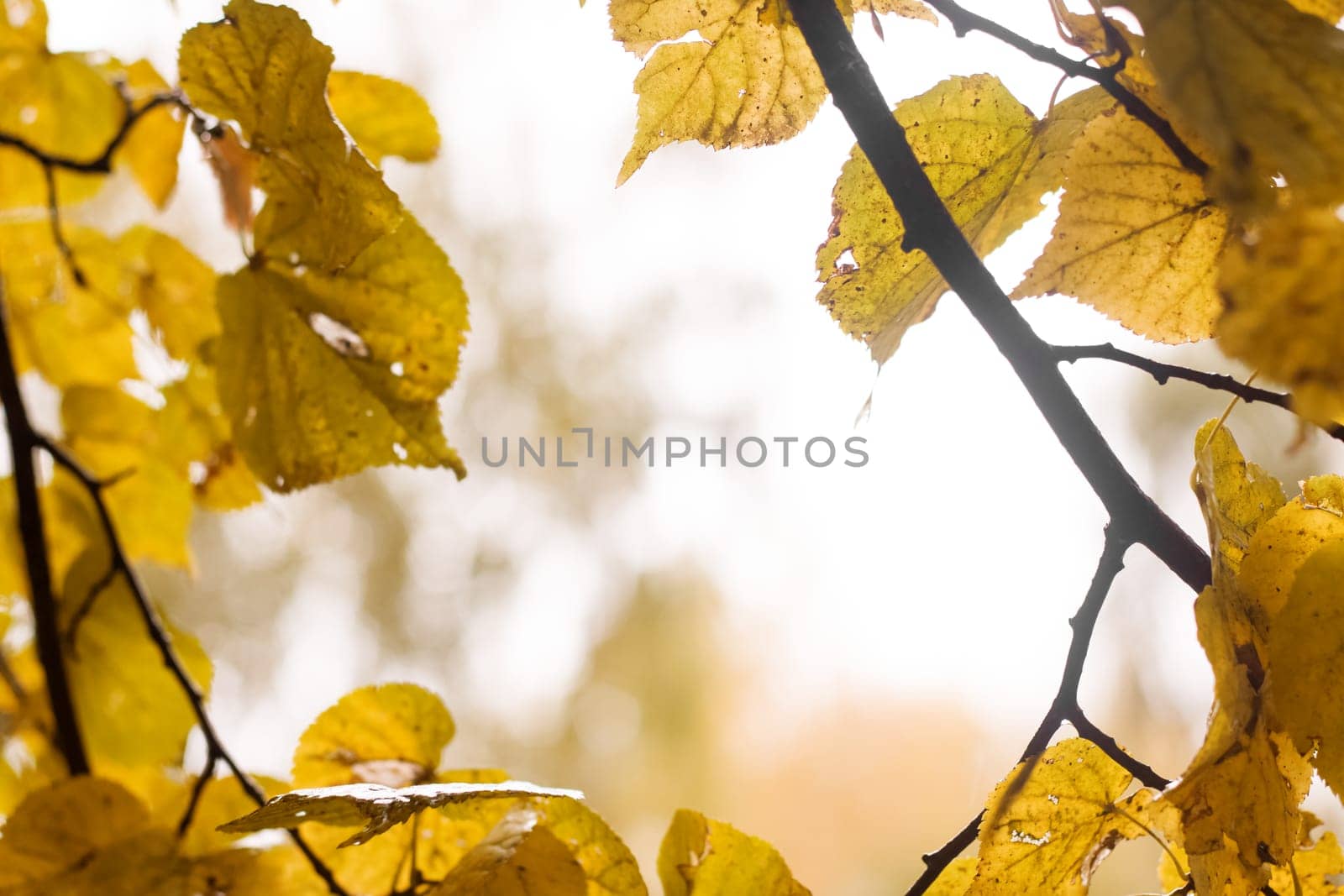 Yellow leaves on tree branches with dew drops, frame copy space