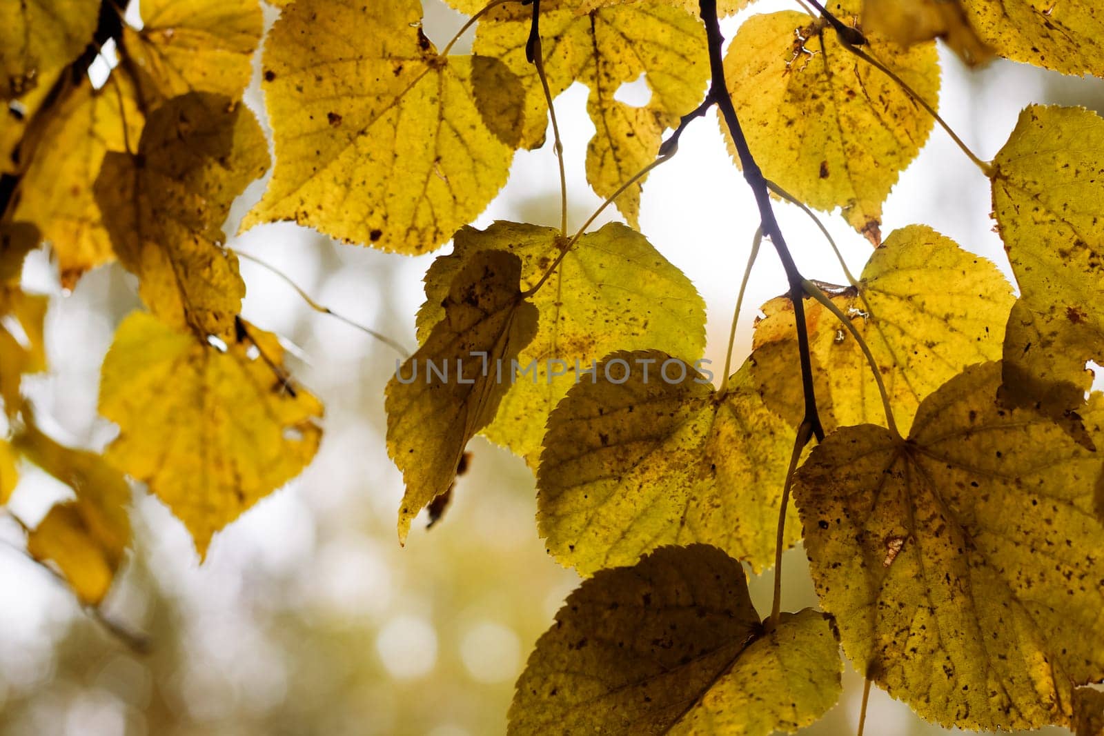Yellow leaves on tree branches with dew drops close up