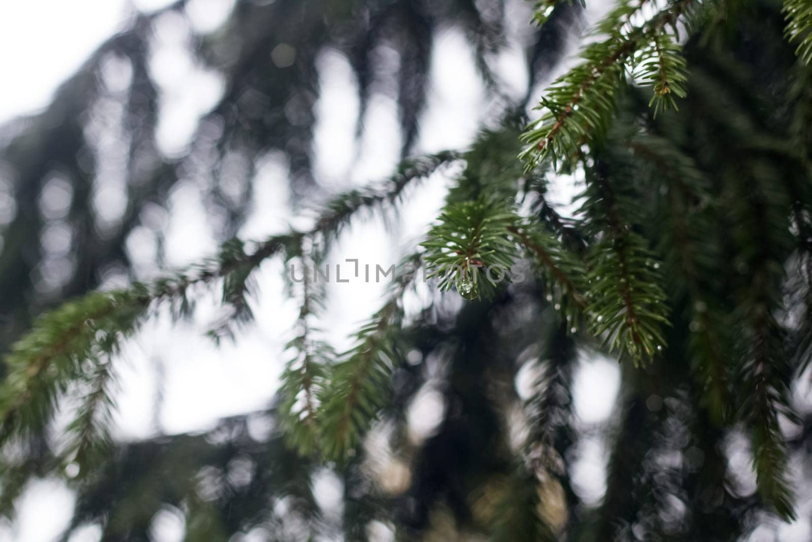 Drops of dew on the branches of spruce, soft focus