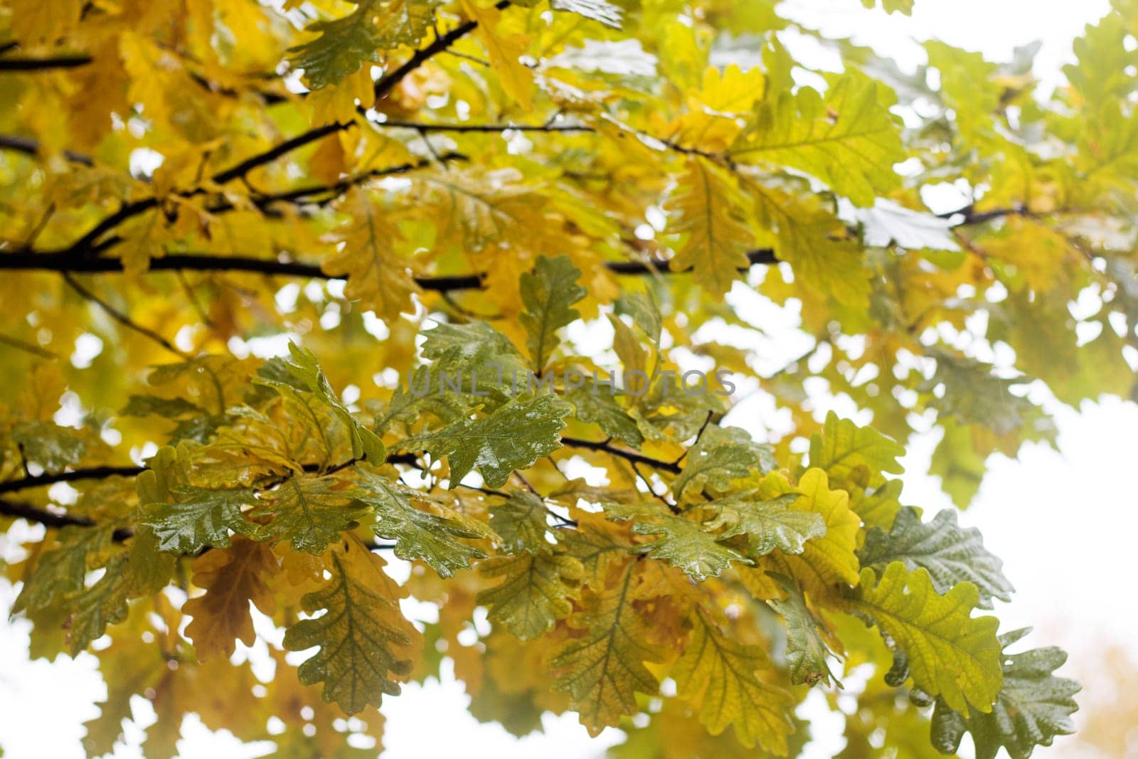Yellow leaves on tree branches with dew drops close up
