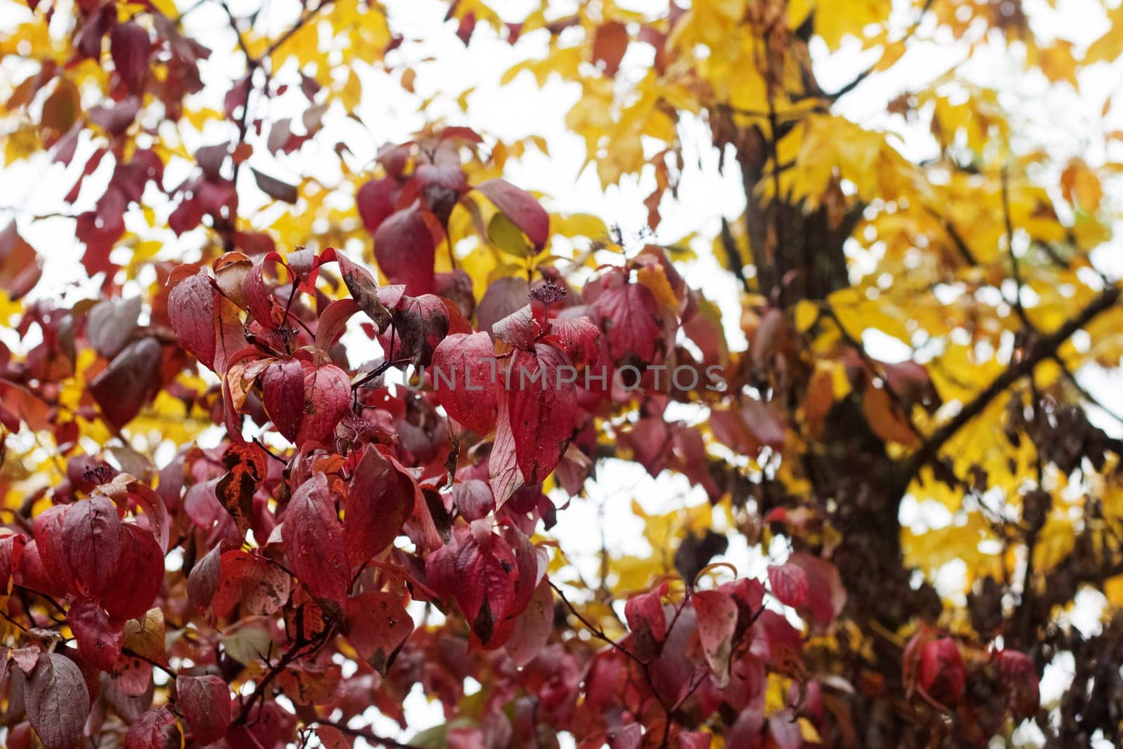 Red leaves on tree branches with dew drops close up