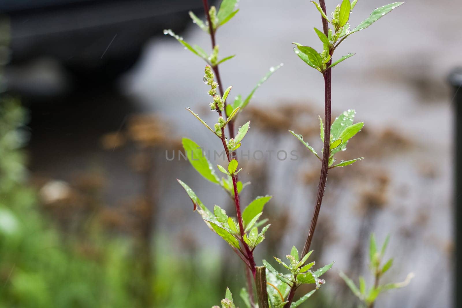 Green leaves on branches with dew drops by Vera1703