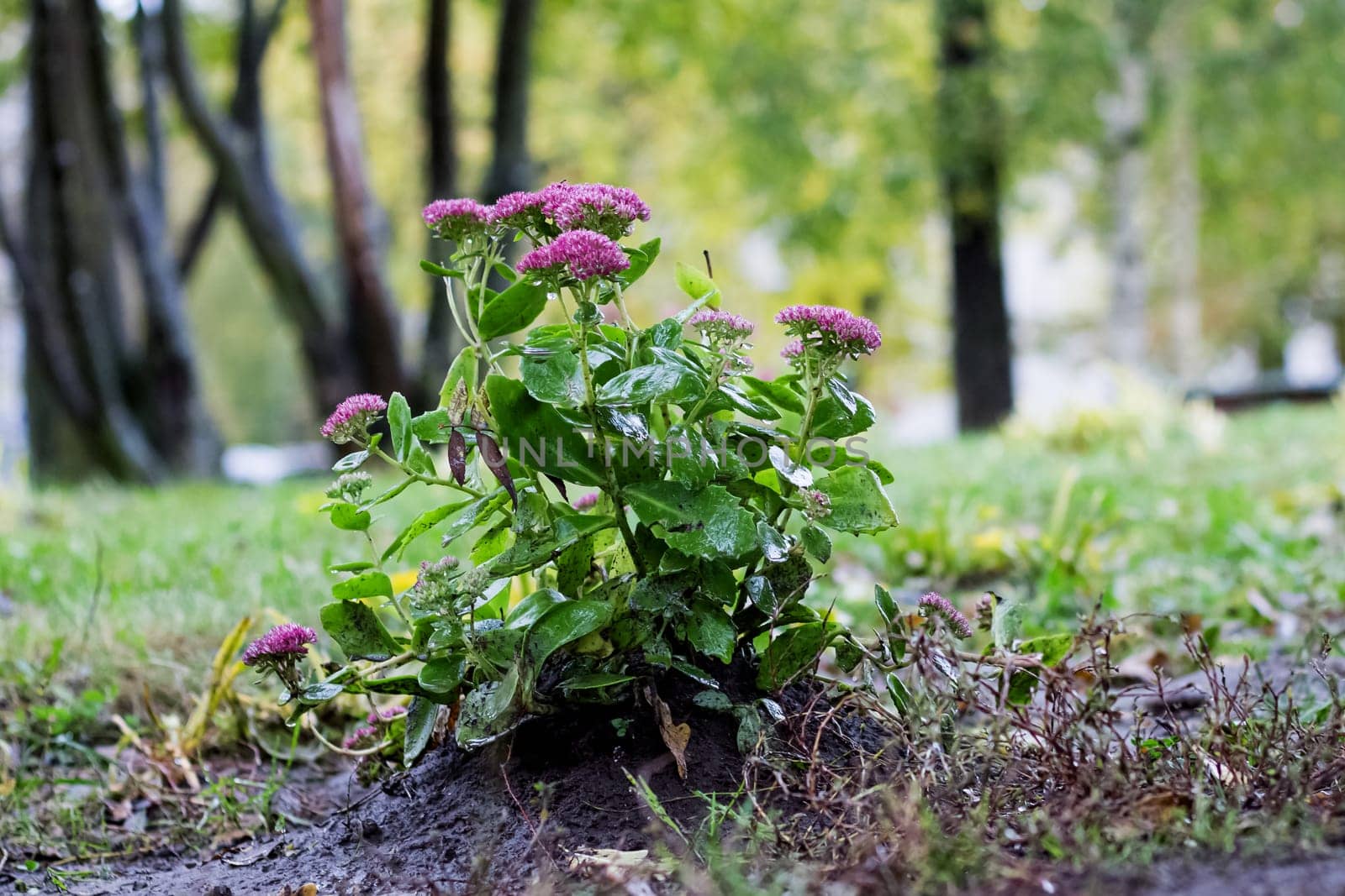 Bush with purple flowers with rain drops on ground by Vera1703