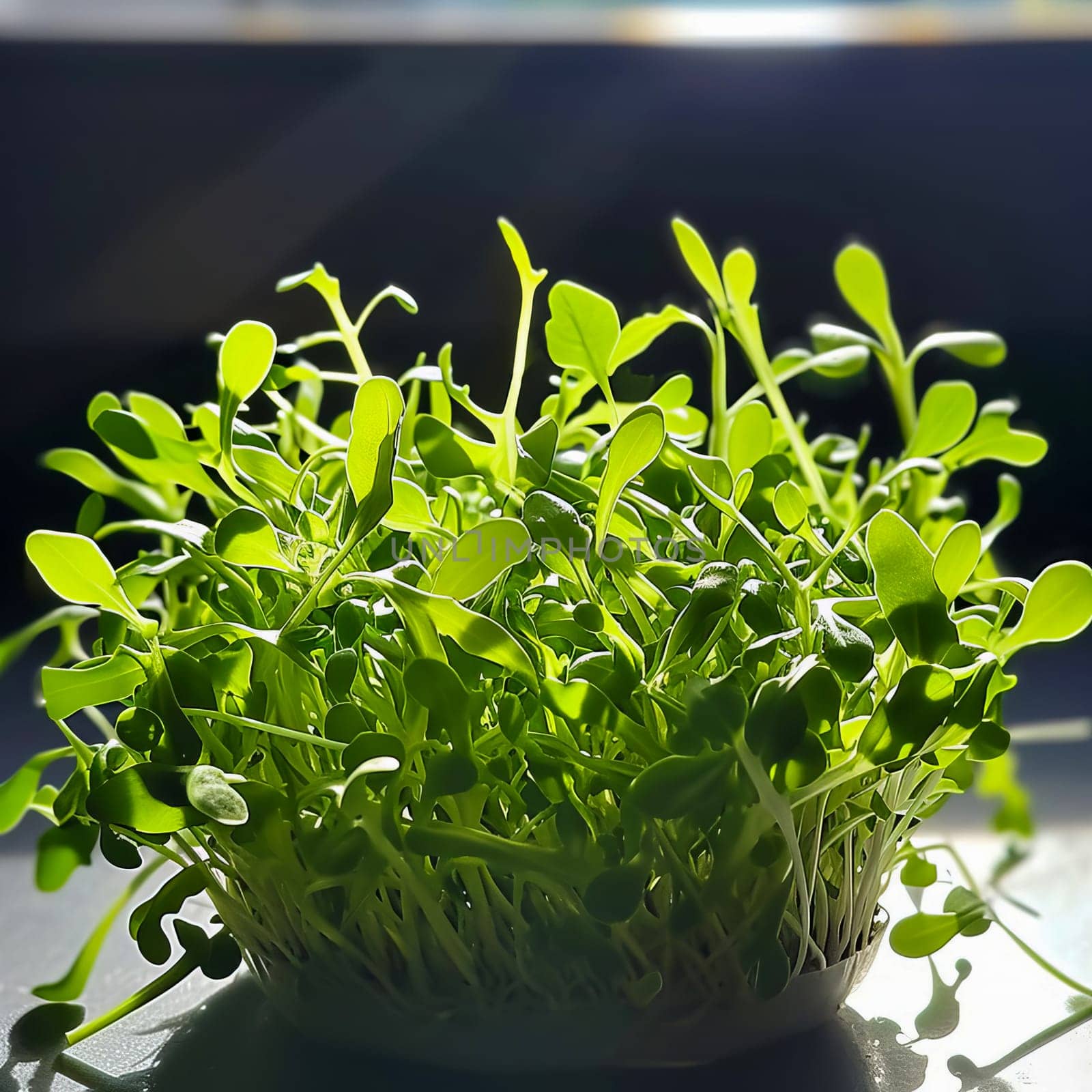 Close-up of arugula sprouts on a dark background. Healthy food, super food.