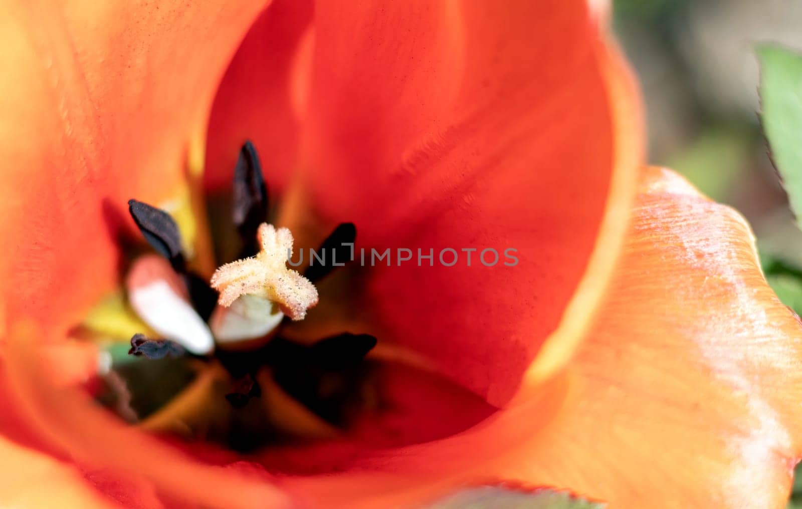 Inside a red tulip with a yellow center, petals and pollen. Close-up of the inside of a red tulip. Floral background. Nature. Selective shallow focus. Macro