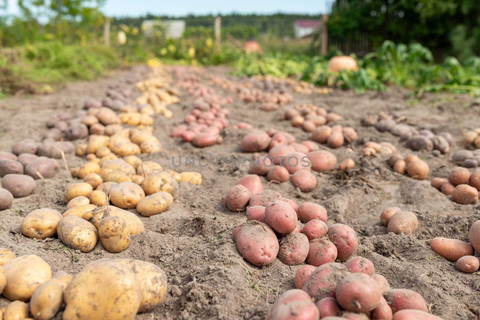 Dug potato of different color and sort in rows in garden by VitaliiPetrushenko