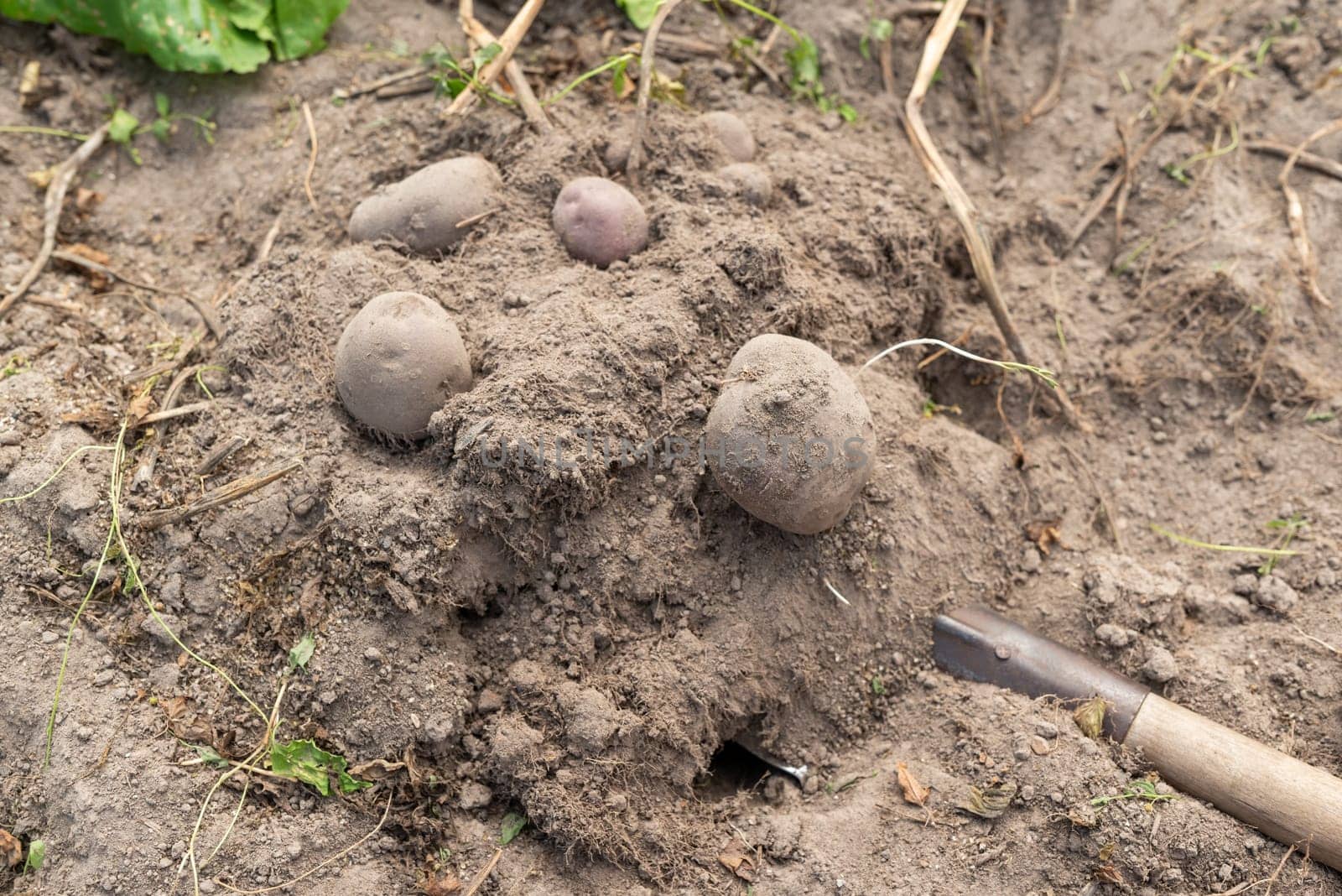 Potato harvest, big potatoes in ground