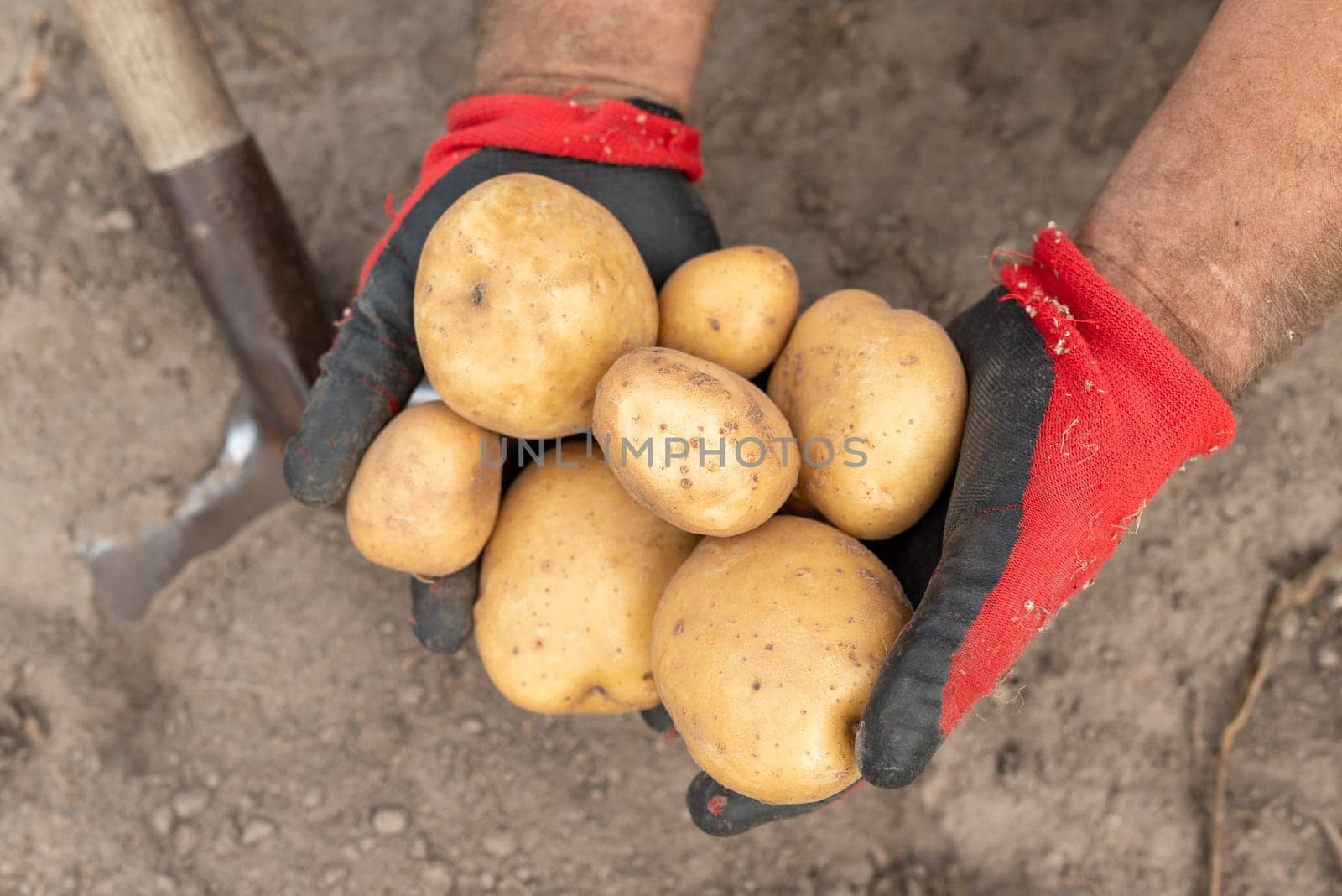 Rich harvest of potato in private garden by VitaliiPetrushenko