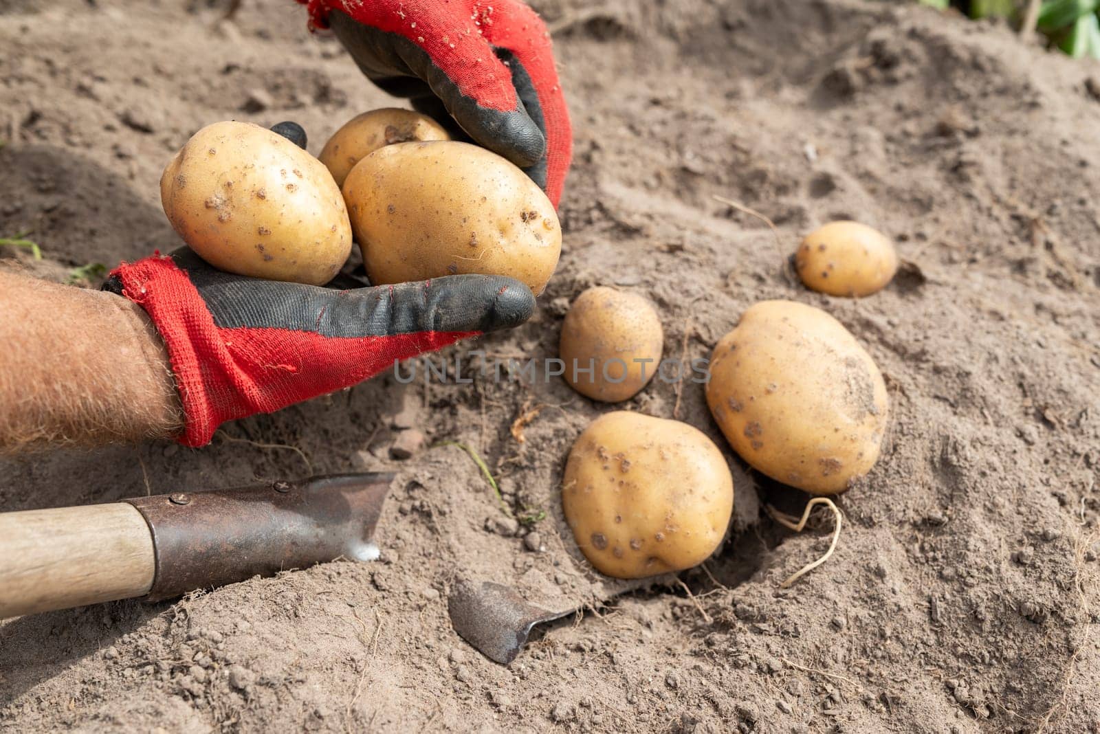 Harvest of potato in garden