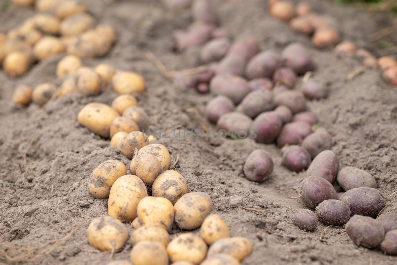 Rows of dug potato of different colour in the garden by VitaliiPetrushenko