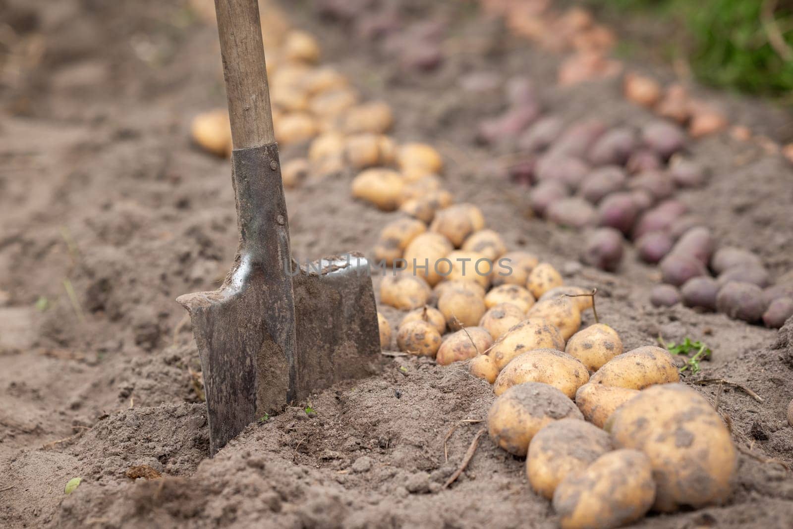 Harvest of potato in private garden, self growing potatoes