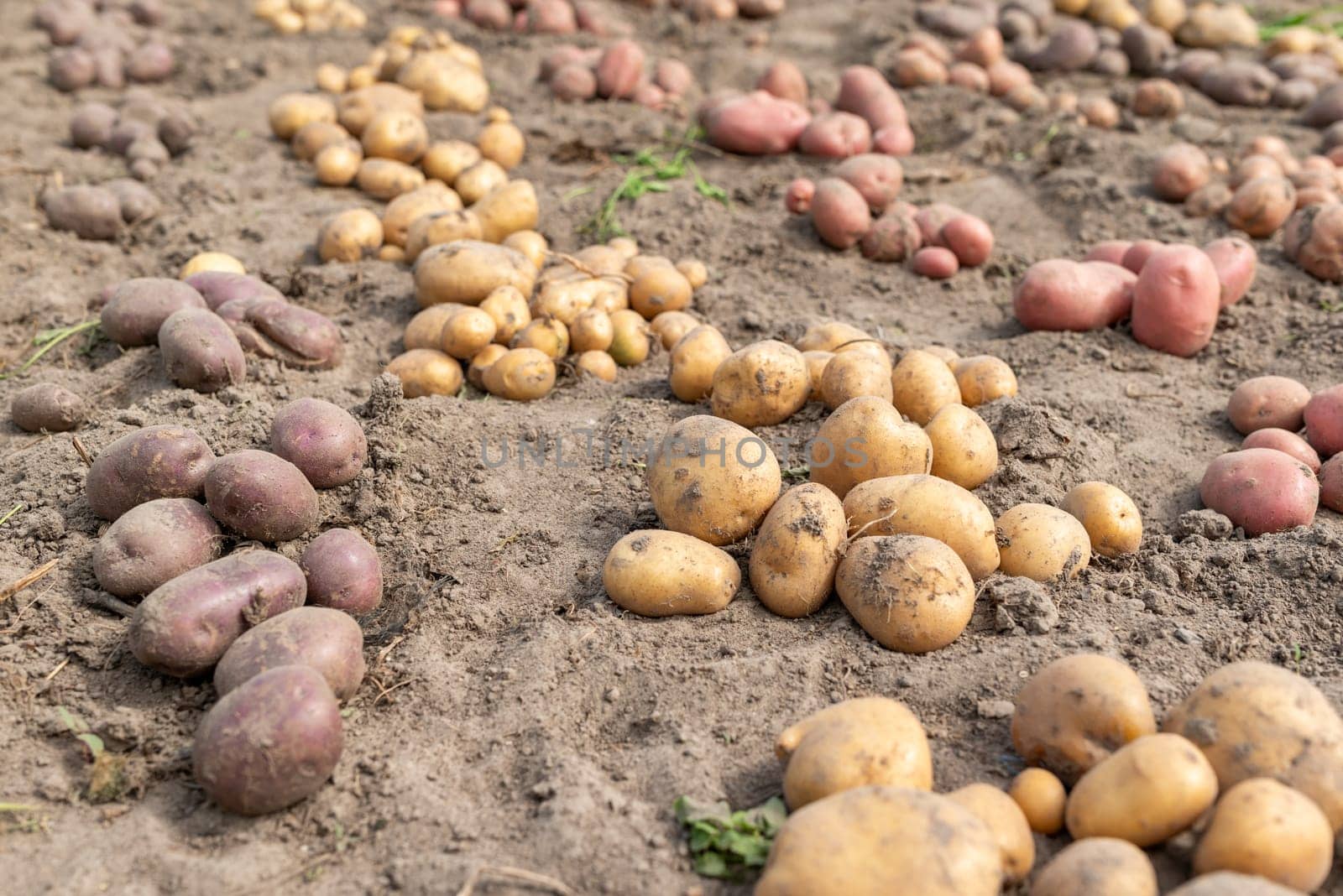 Rows of freshly dug potato in the garden by VitaliiPetrushenko