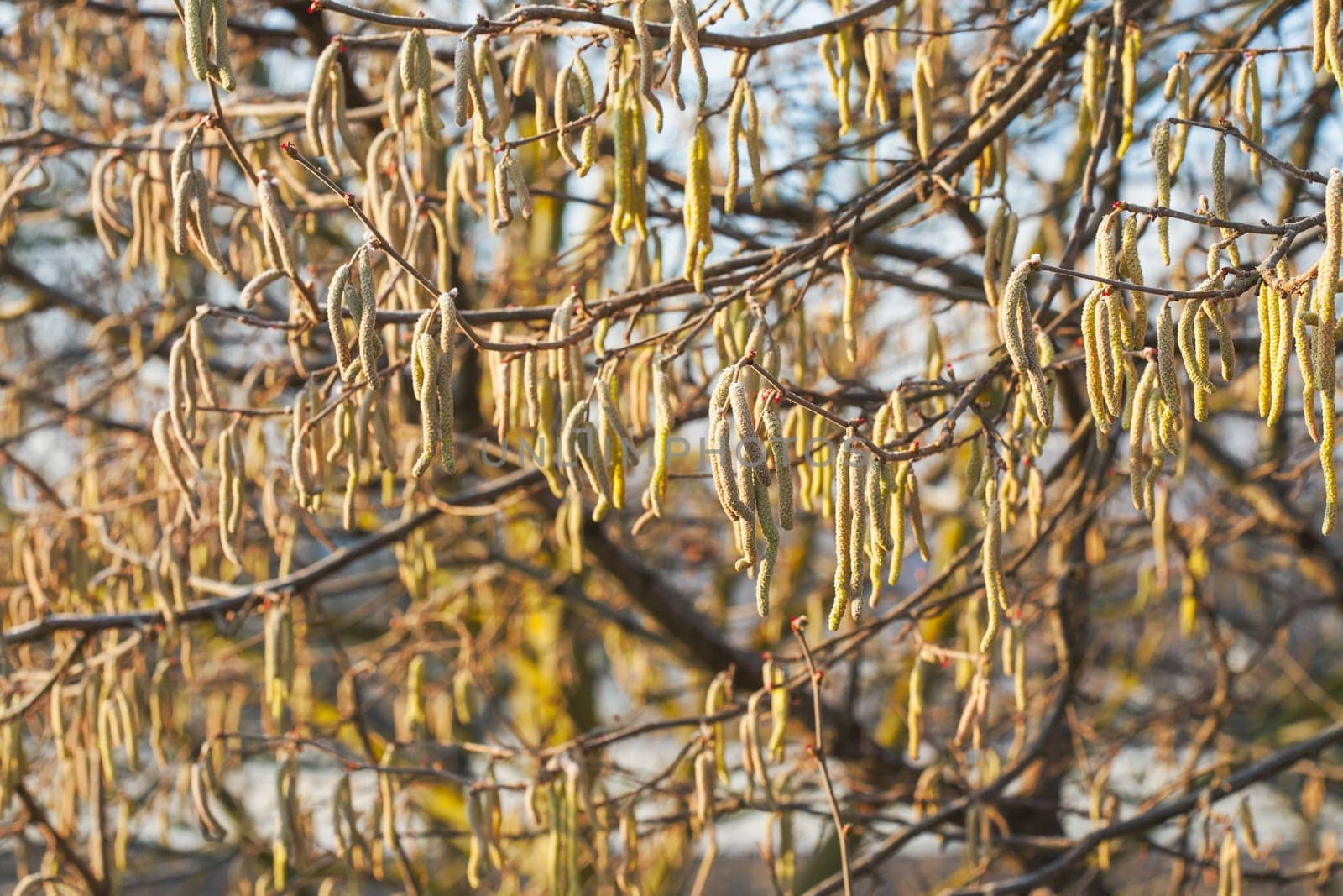 The catkins, also called flowers, are hanging on the hazelnut branches. The frost is on them