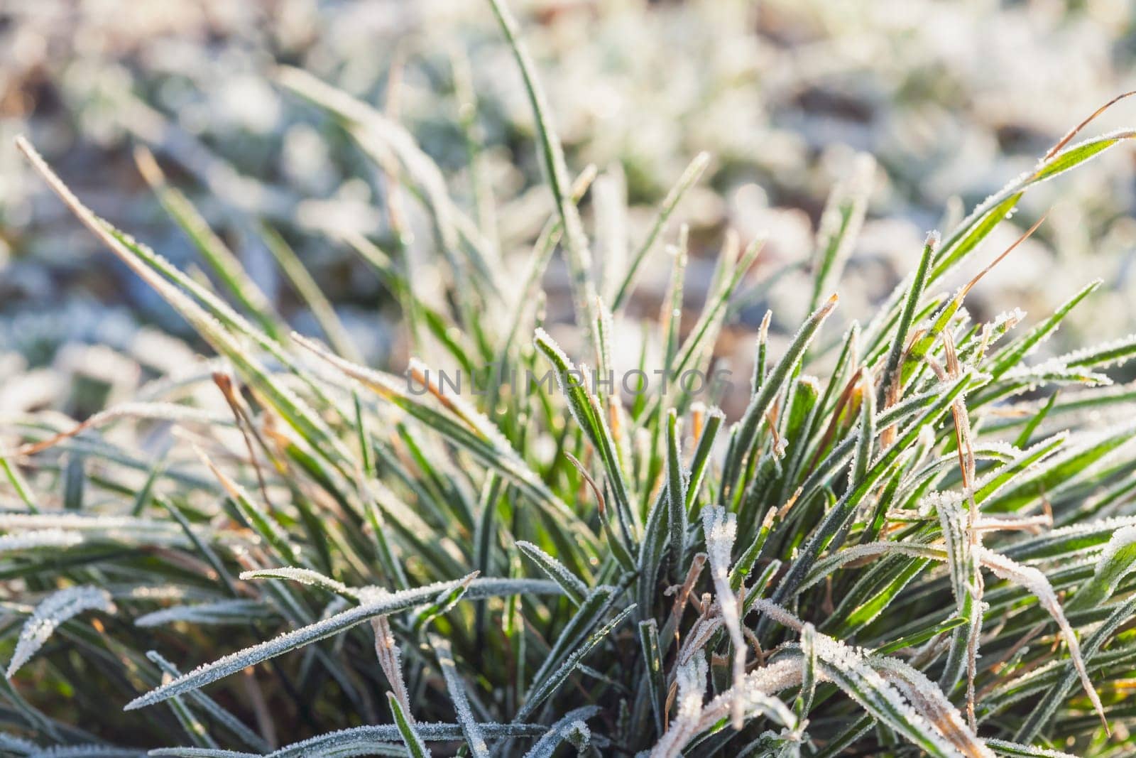 Frosty grass on winter walks by zebra