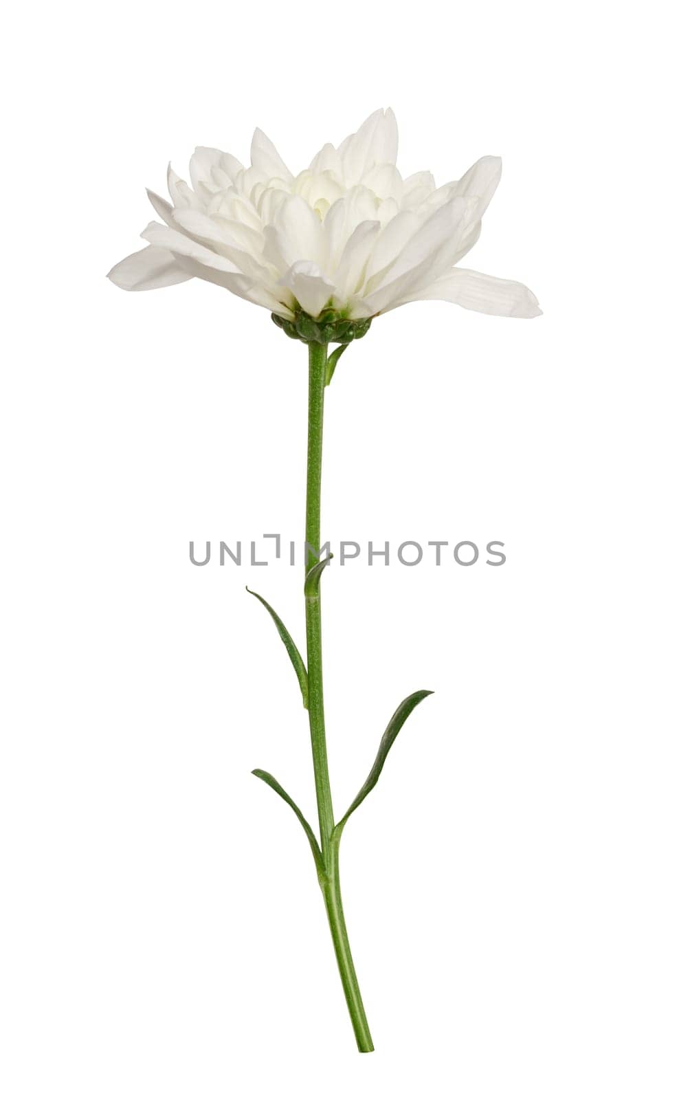 White chrysanthemum bud on green stem with leaves, isolated background by ndanko