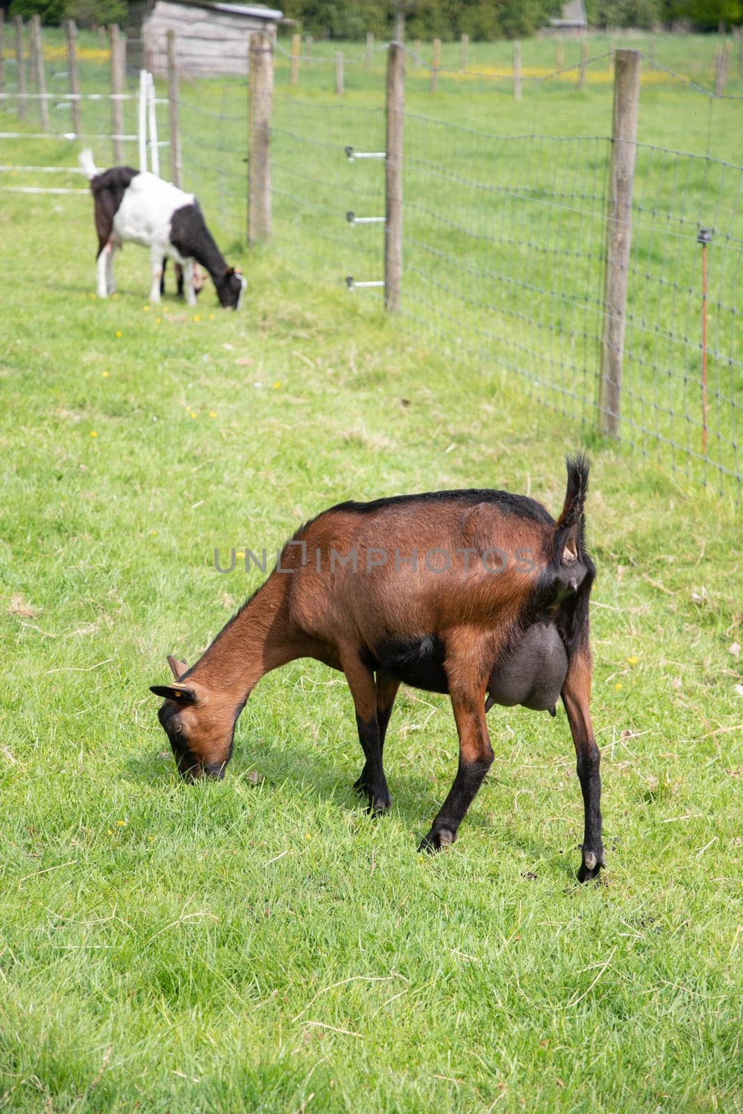 A braun goat chews grass on a green field, the concept of breeding goats for milk and cheese, ecological animal husbandry, High quality photo