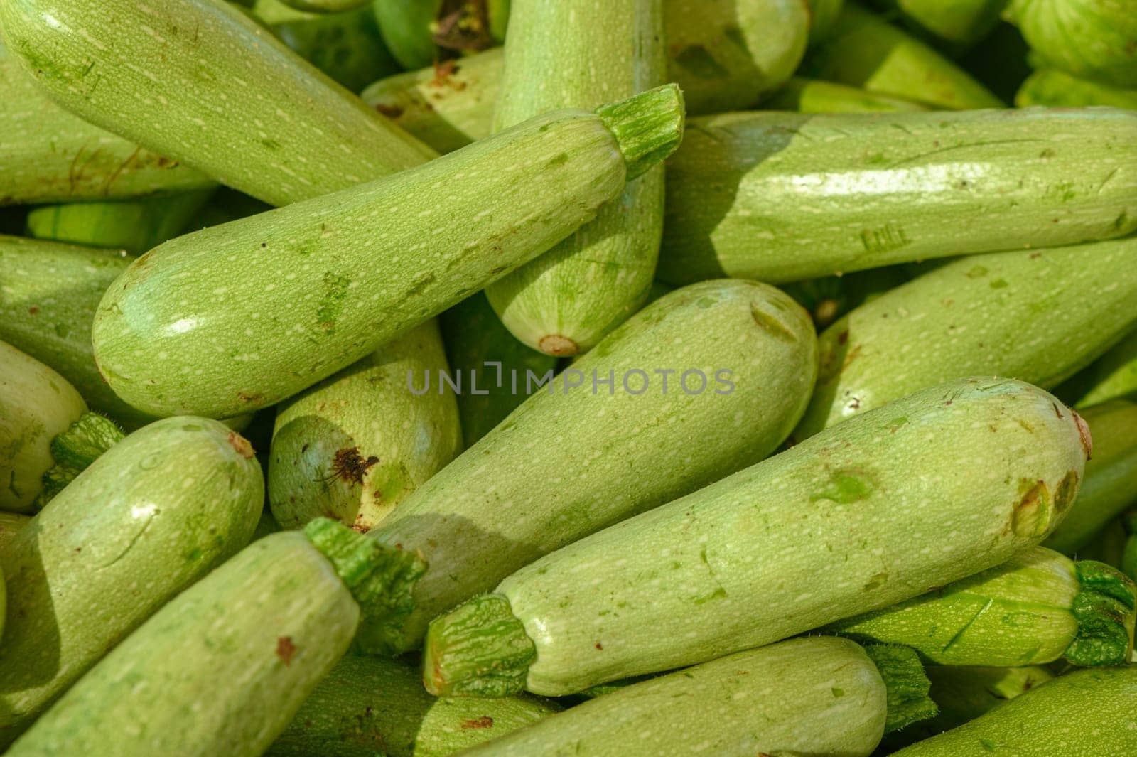 Appetizing zucchini at the market on the island of Cyprus in autumn 1 by Mixa74