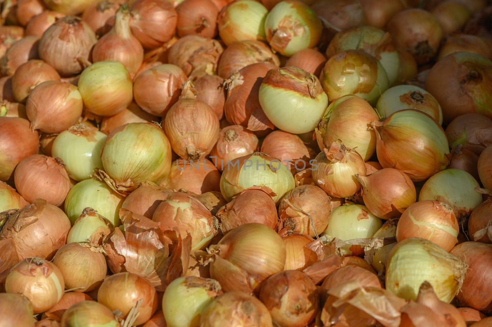 fresh onions at the market on the island of Cyprus in autumn