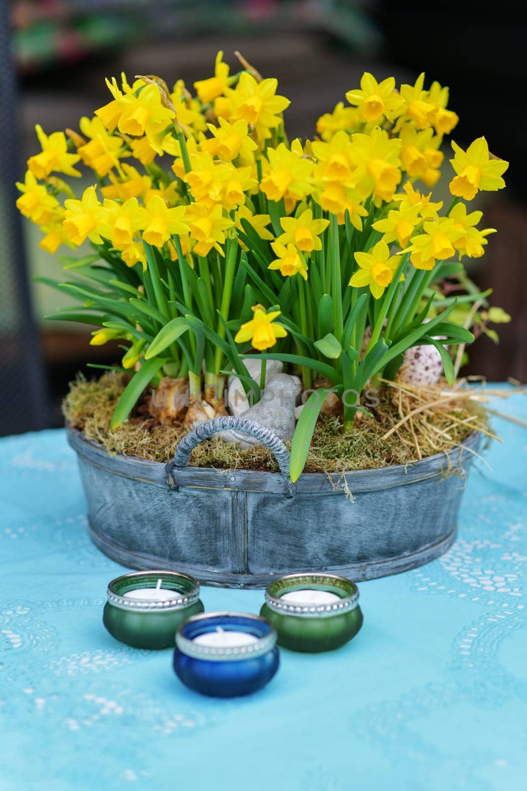 Daffodils with bulbs in a large pot and candles for Easter