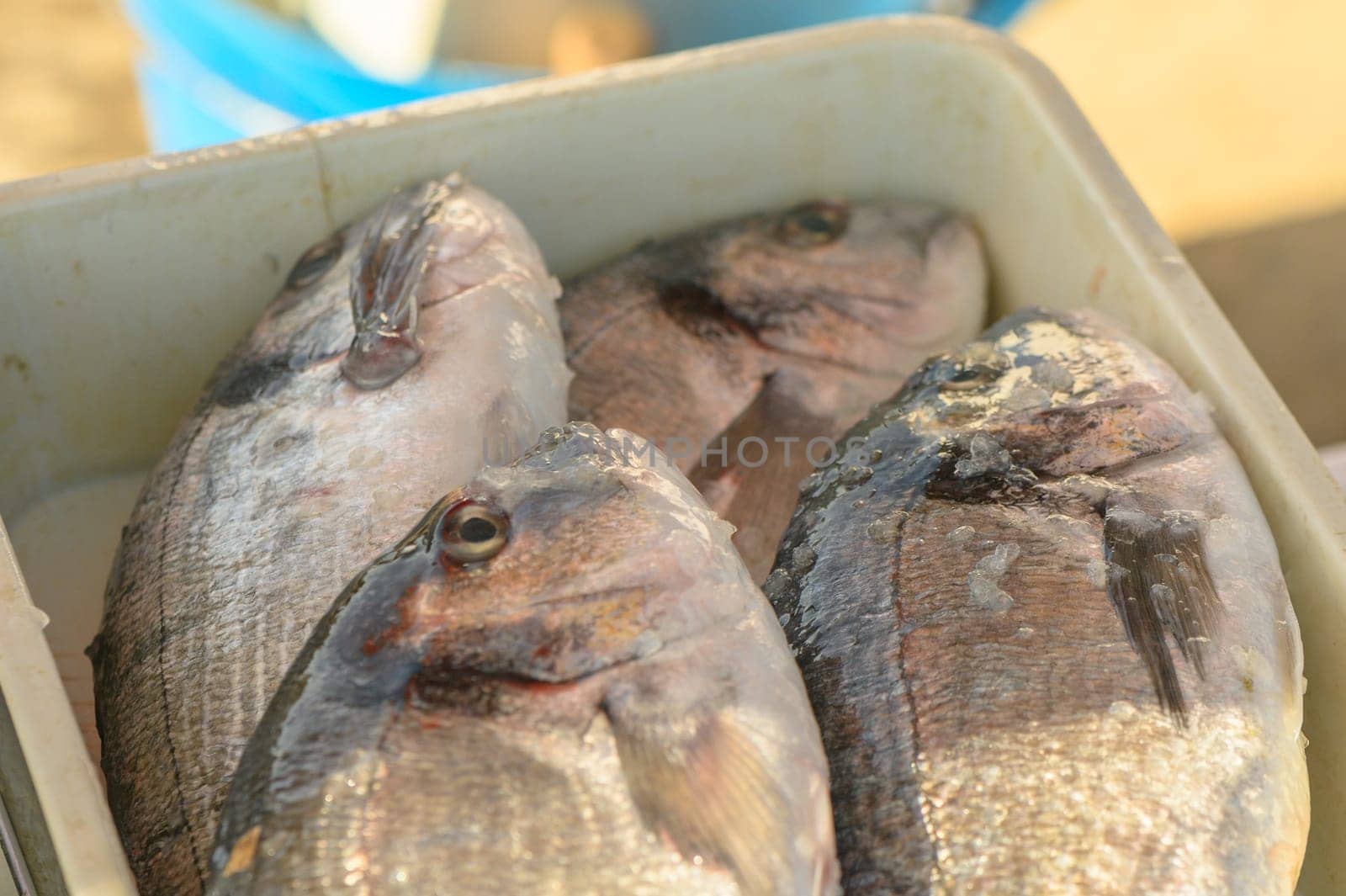 fresh dorado on ice at a local market in the Mediterranean