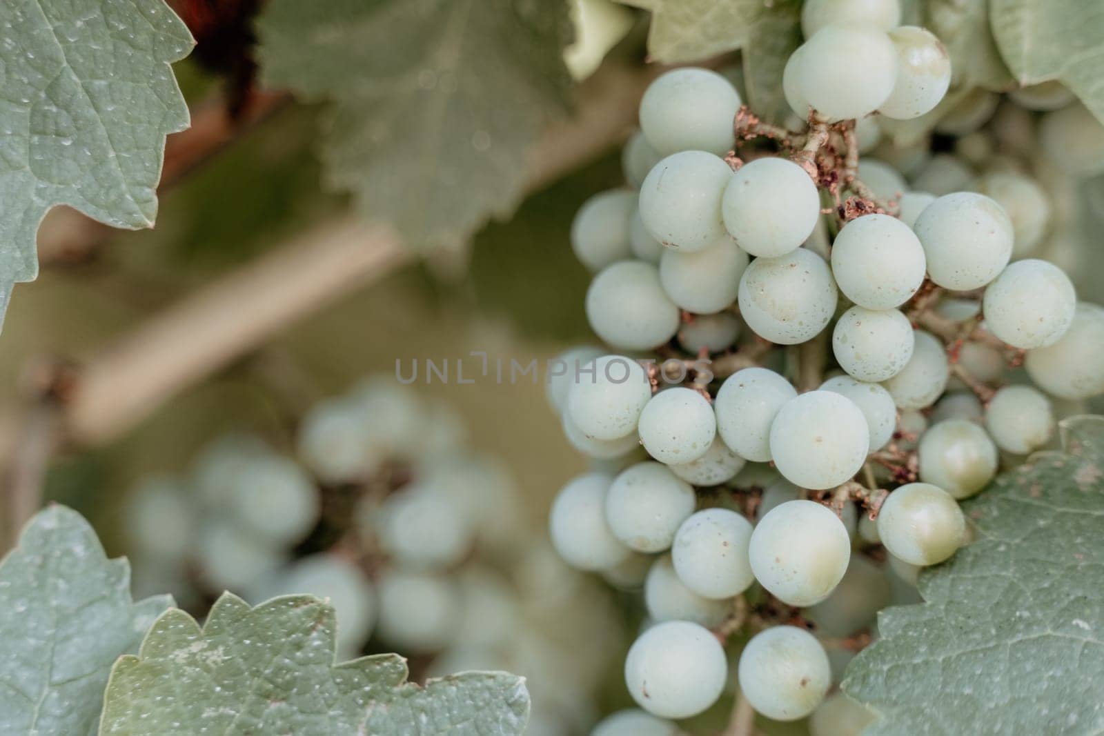 Clusters of ripe sweet grapes among the green leaves of grape bushes. Autumn magic. Smooth rows of vineyards. by panophotograph