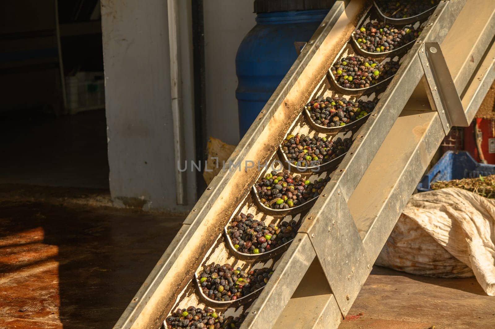 olives are transported from a bunker to an olive oil pressing plant 1