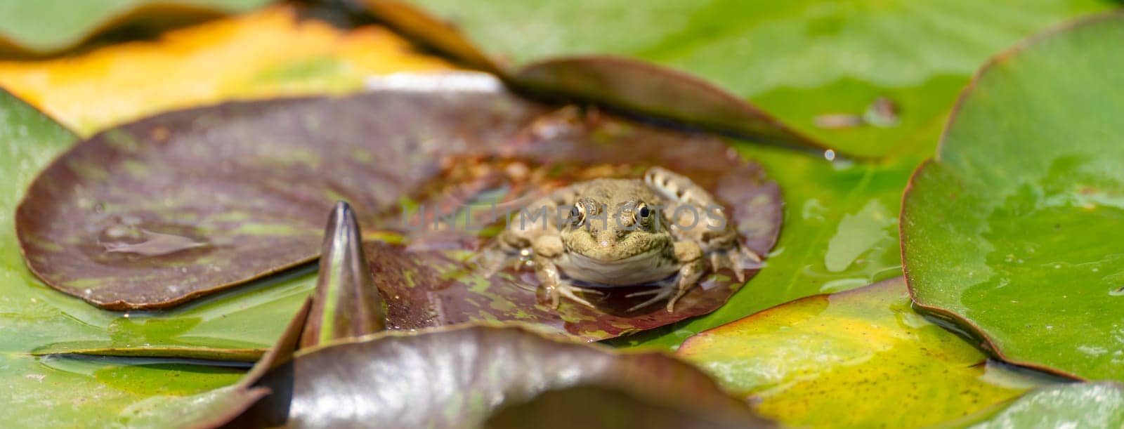 frog leaf water lily banner. A small green frog is sitting at the edge of water lily leaves in a pond.