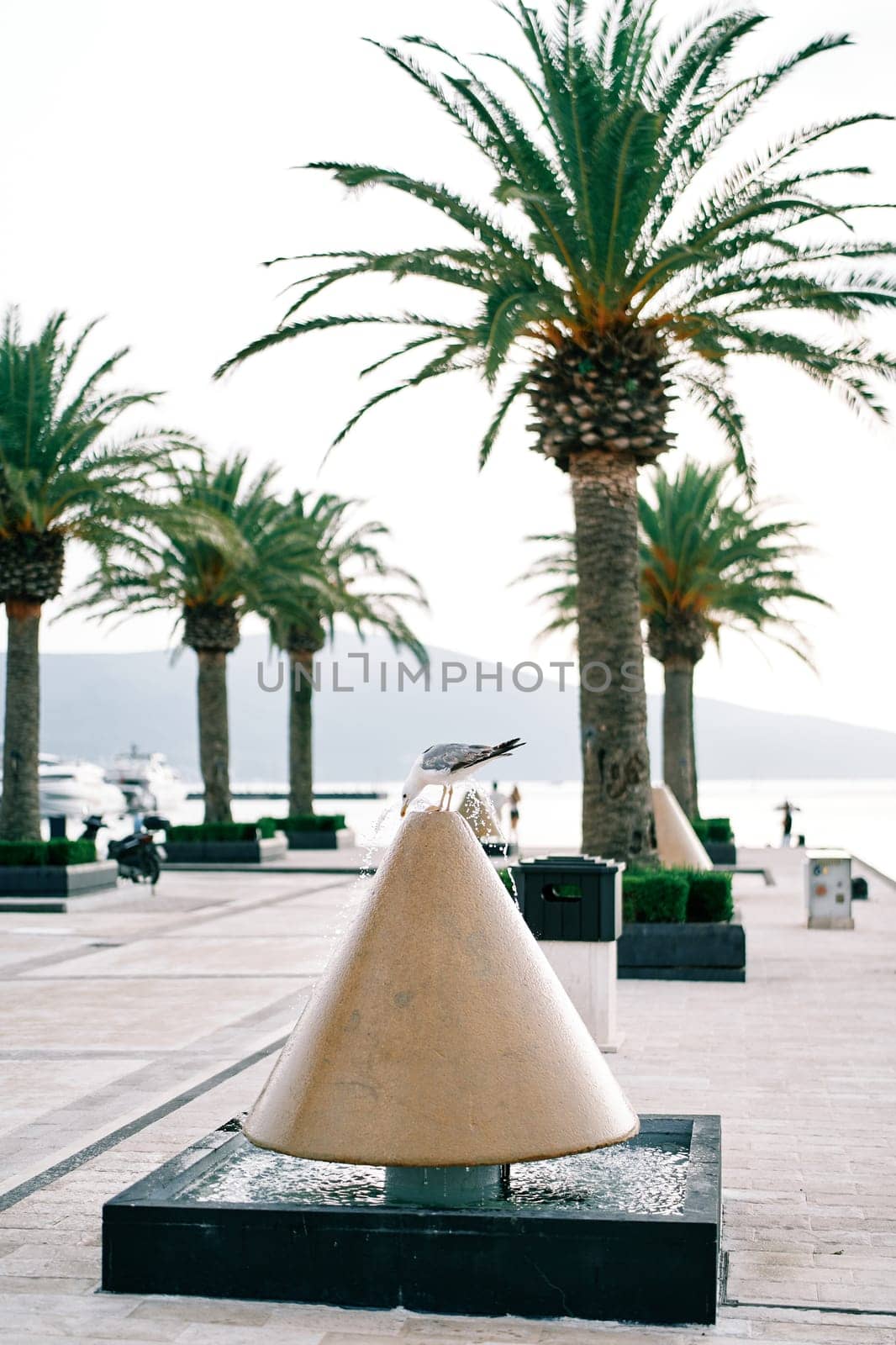 Seagull sits on a cone bollard on a pier near green palm trees. High quality photo