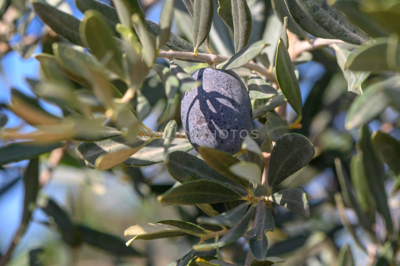 branches of olive trees on an autumn day in Northern Cyprus 6