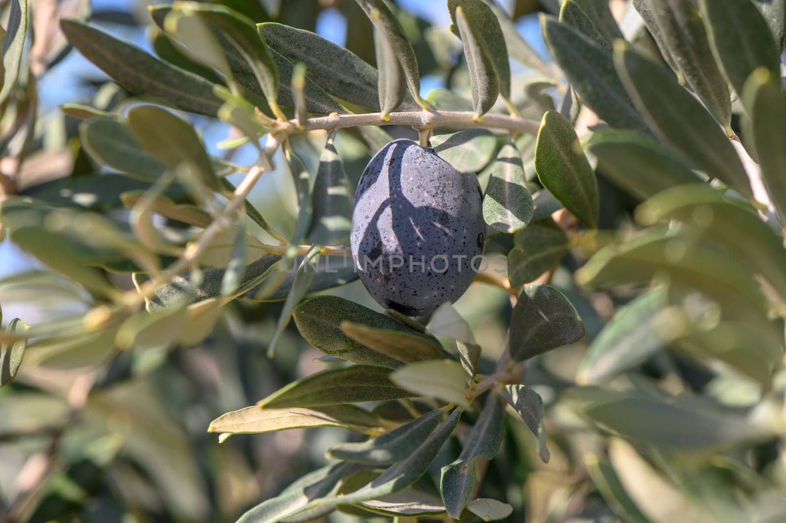 branches of olive trees on an autumn day in Northern Cyprus 8