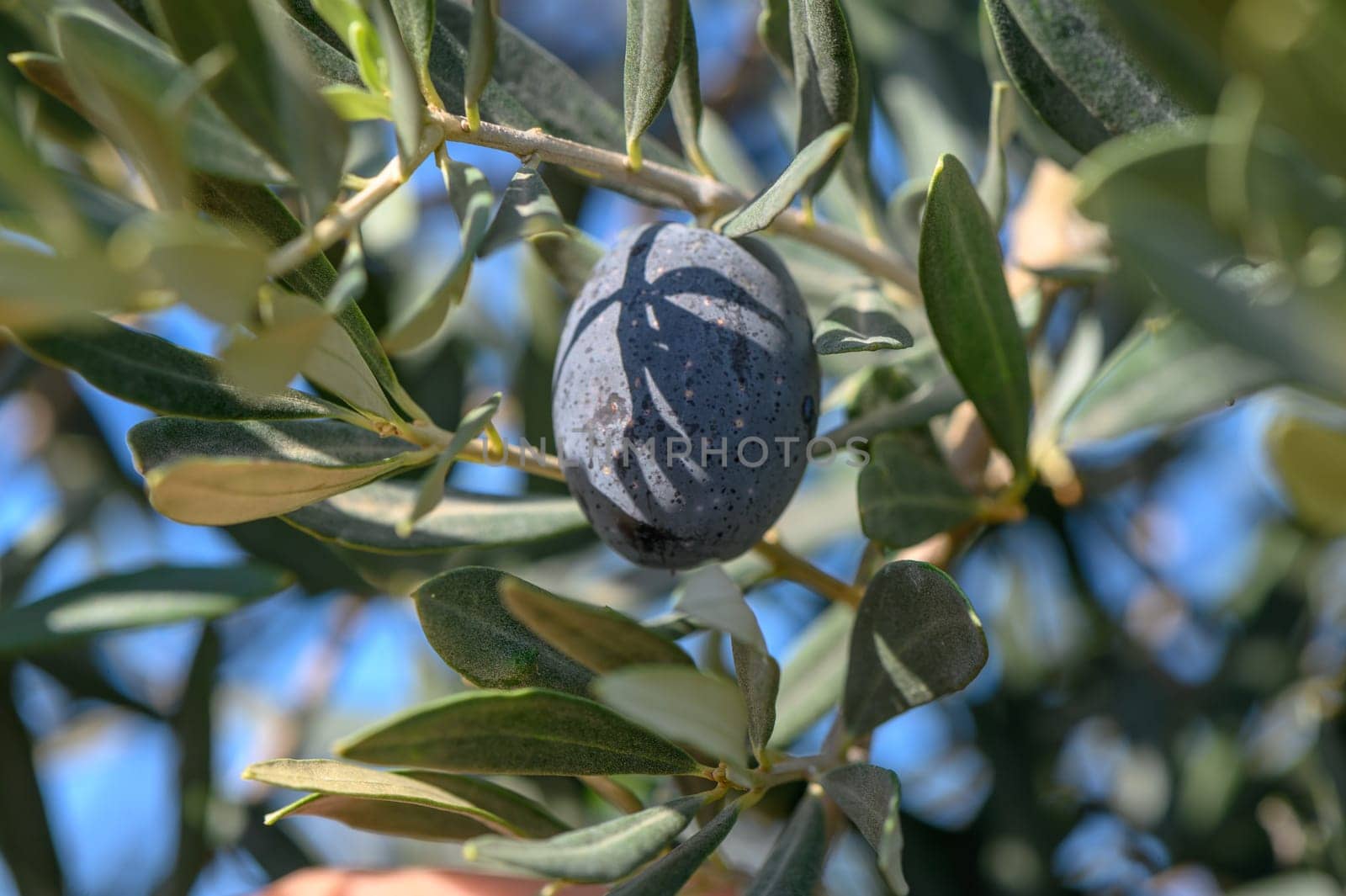 branches of olive trees on an autumn day in Northern Cyprus 8 by Mixa74