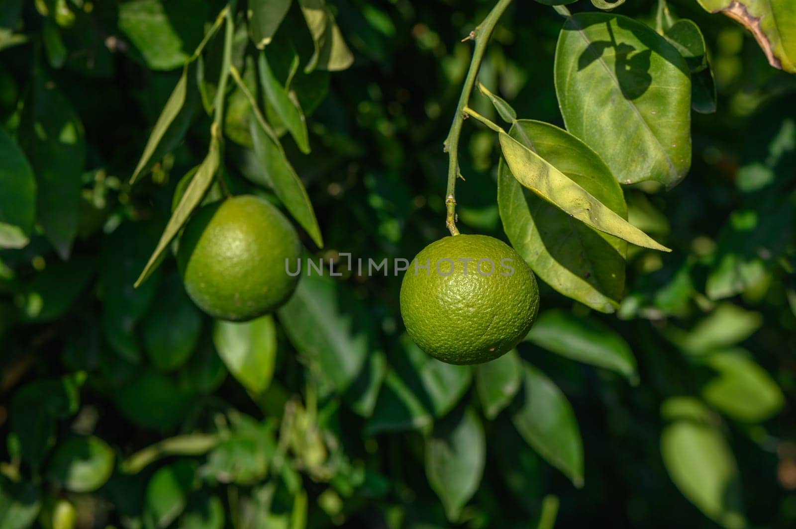 green oranges on tree branches in autumn in Cyprus 1 by Mixa74