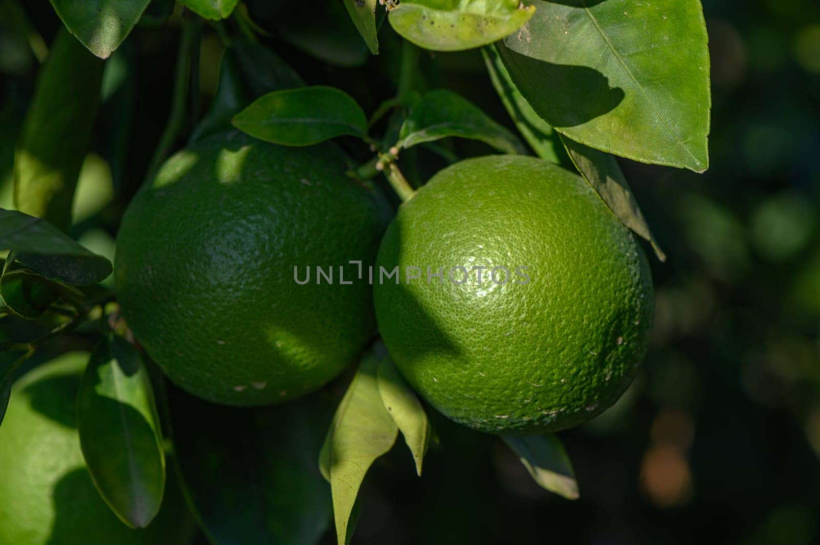 green oranges on tree branches in autumn in Cyprus 2 by Mixa74