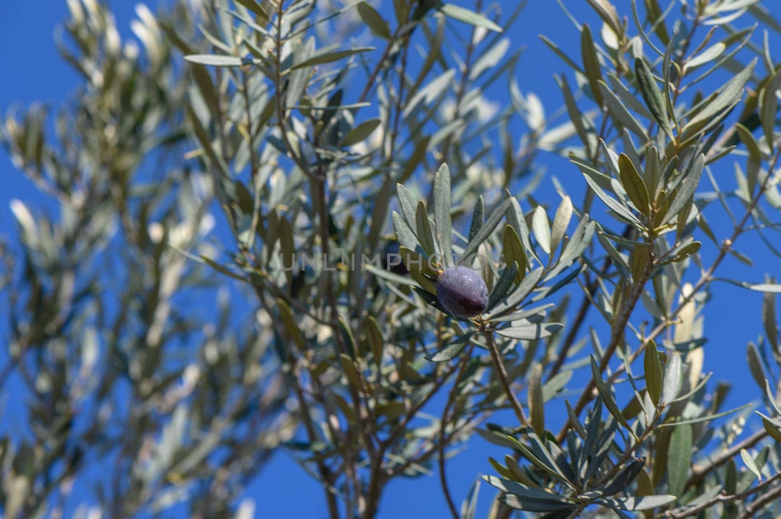 branches of olive trees on an autumn day in Northern Cyprus 5 by Mixa74