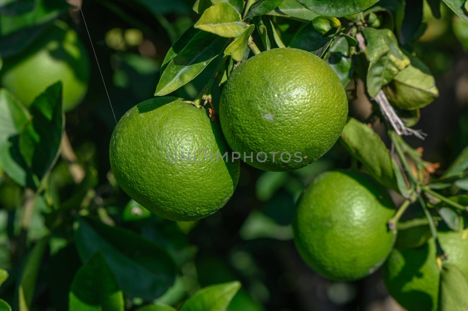 green oranges on tree branches in autumn in Cyprus 4 by Mixa74