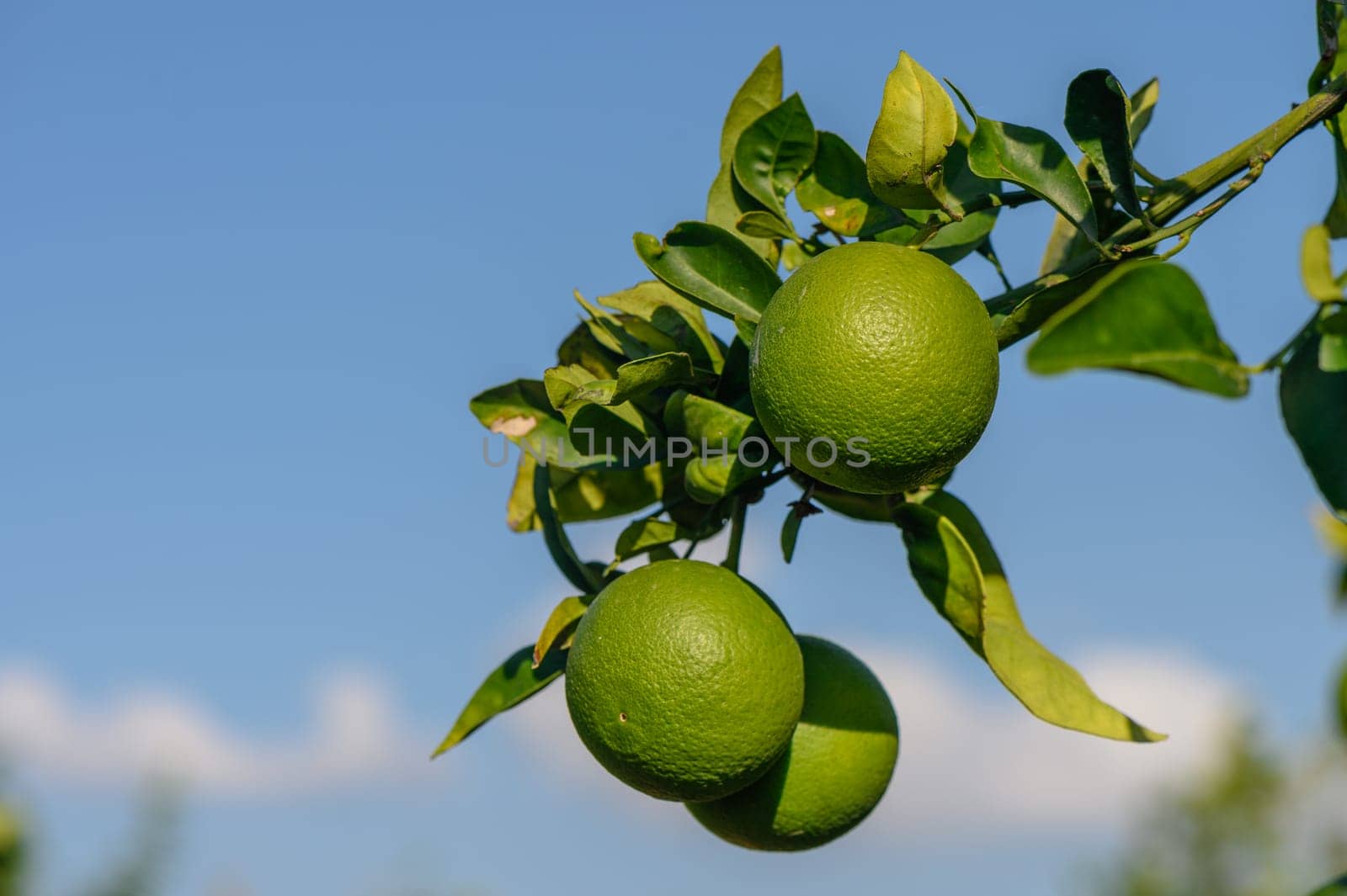 green oranges on tree branches in autumn in Cyprus 6 by Mixa74