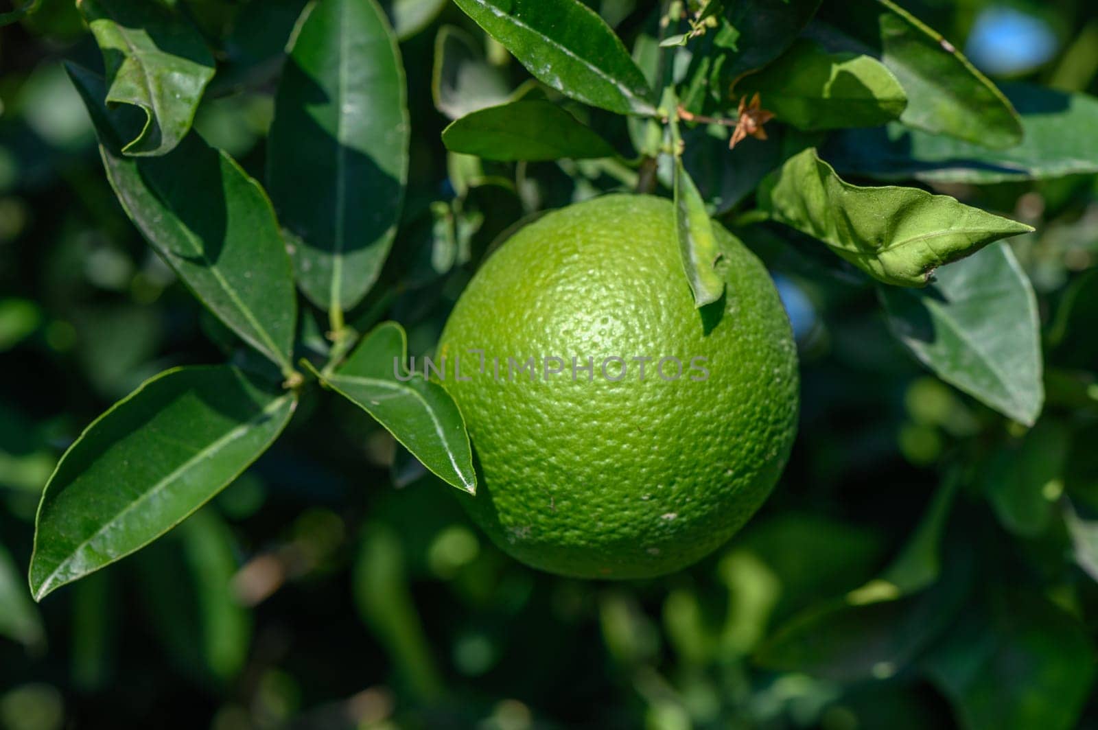 green oranges on tree branches in autumn in Cyprus 7