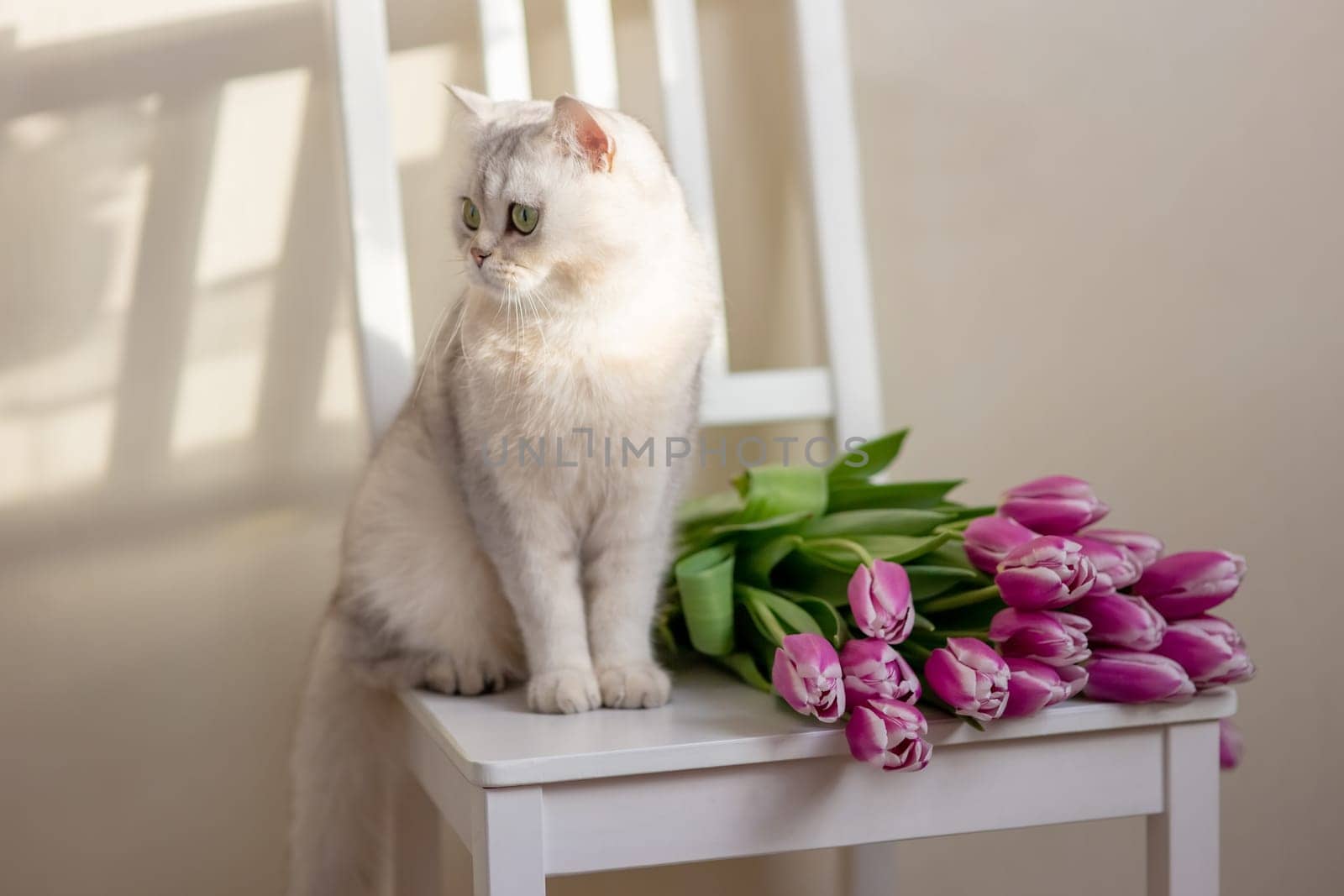 A beautiful portrait of a charming white cat sits on a white chair next to a bouquet of pink tulips, in a room, against a wall, on a beige background. copy space. Close-up